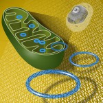 Mitochondrial DNA are passed from mother to offspring.